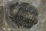 Detailed Gerastos Trilobite Fossil - Morocco #310568-1